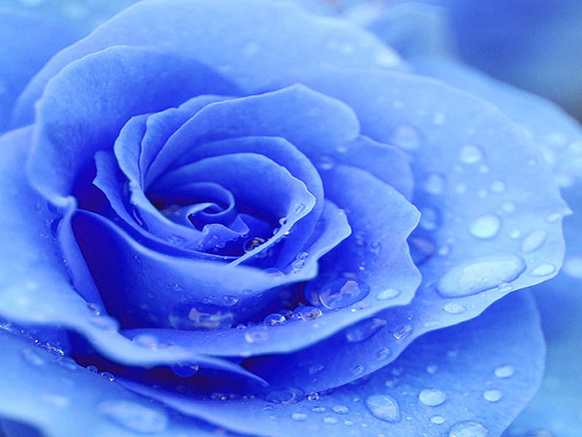 Blue Rose [] for your , Mobile & Tablet. Explore Roses . Roses & , Rose for Computer, Pink Rose HD wallpaper