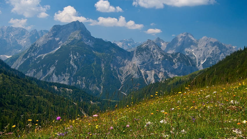 เทือกเขาแอลป์อันยิ่งใหญ่ในฤดูใบไม้ผลิ ทุ่งหญ้า ดอกไม้ หญ้า ฤดูใบไม้ผลิ ภูเขา วอลล์เปเปอร์ HD
