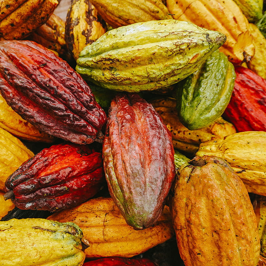 Kakao w proszku od Organic Burst® Tapeta na telefon HD