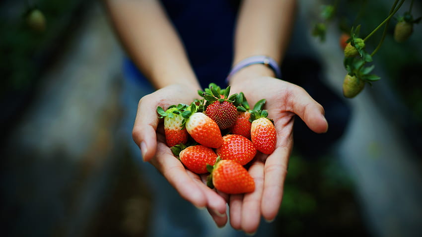 Food, Strawberry, Summer, Berries, Hands, Ripe, Juicy HD wallpaper