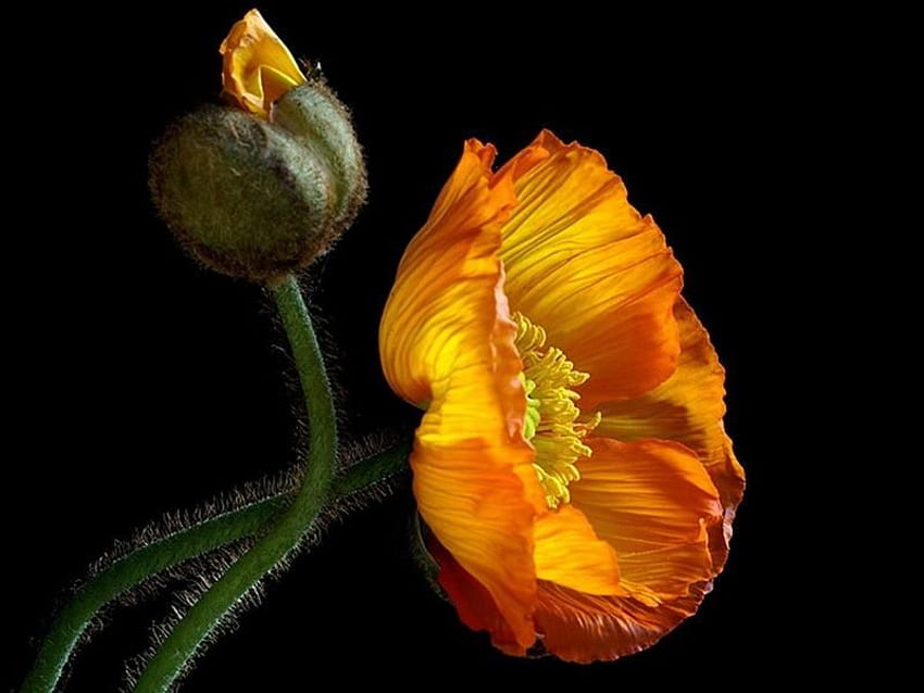 poppy, summer, orange, flower HD wallpaper