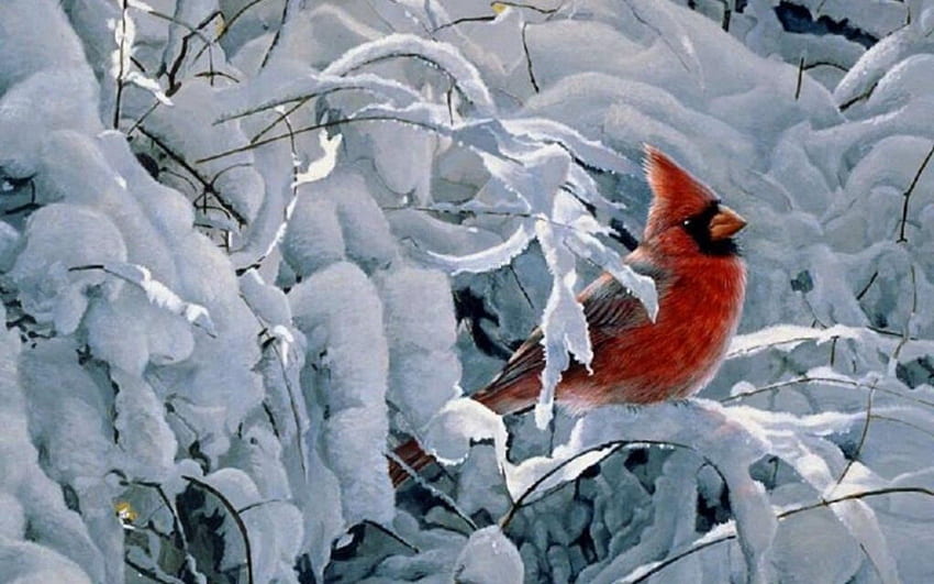 HD desktop wallpaper: Winter, Birds, Bird, Branch, Animal, Cardinal,  Northern Cardinal download free picture #405309