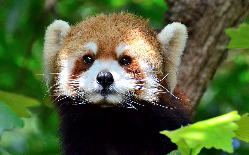 Red Panda, cute, animal, panda, red HD wallpaper
