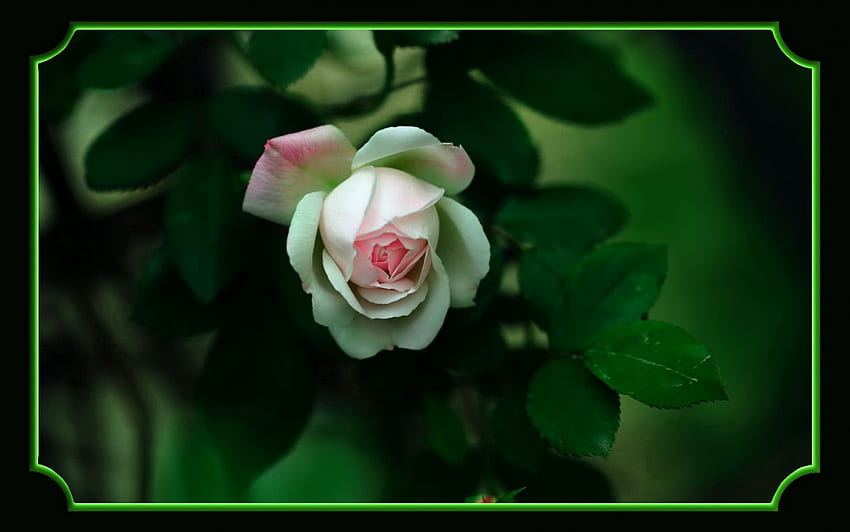 Linda Flor, rosa, natureza, pétalas, flor papel de parede HD