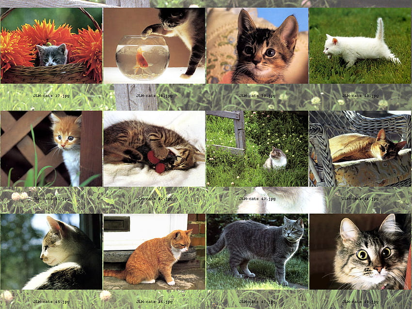 cat galery, 동물, 고양이, galery, 고양이, 애완 동물 HD 월페이퍼