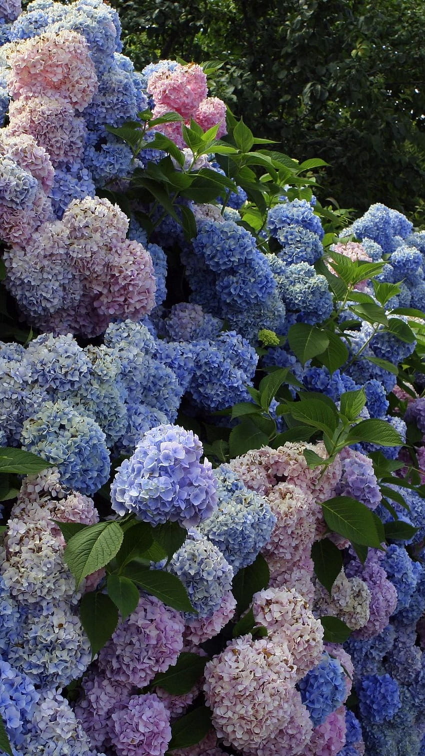 Hortensie, Blume, Strauch, Wand HD-Handy-Hintergrundbild