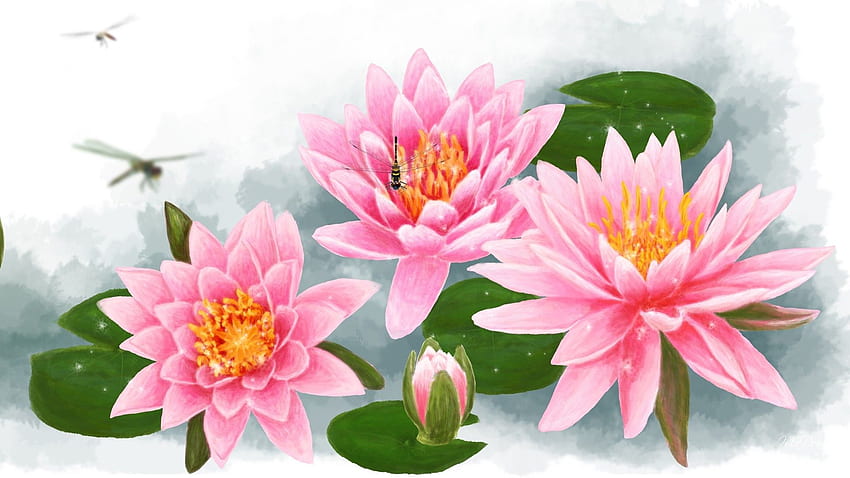 Fiori: ninfee, fiori rosa, germogli di giglio, loto estivo, primavera, pittura di loto Sfondo HD