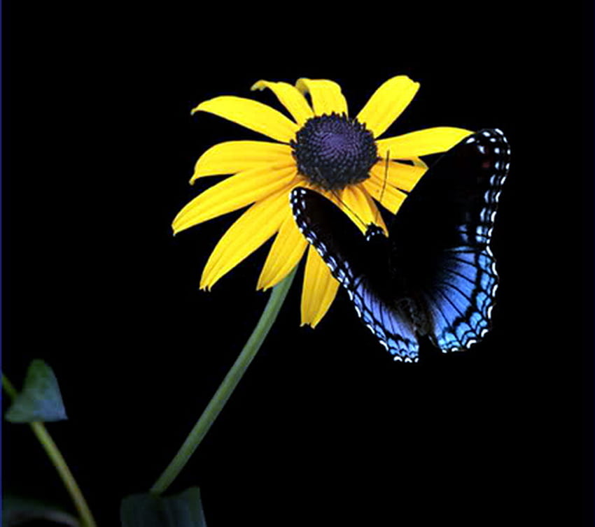 The daisy and a butterfly, blue and black, butterfly, daisy, flower, yellow and black HD wallpaper