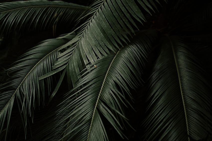 palm, leaves, branches, dark : : High Definition : Fullscreen, Black Palm HD wallpaper