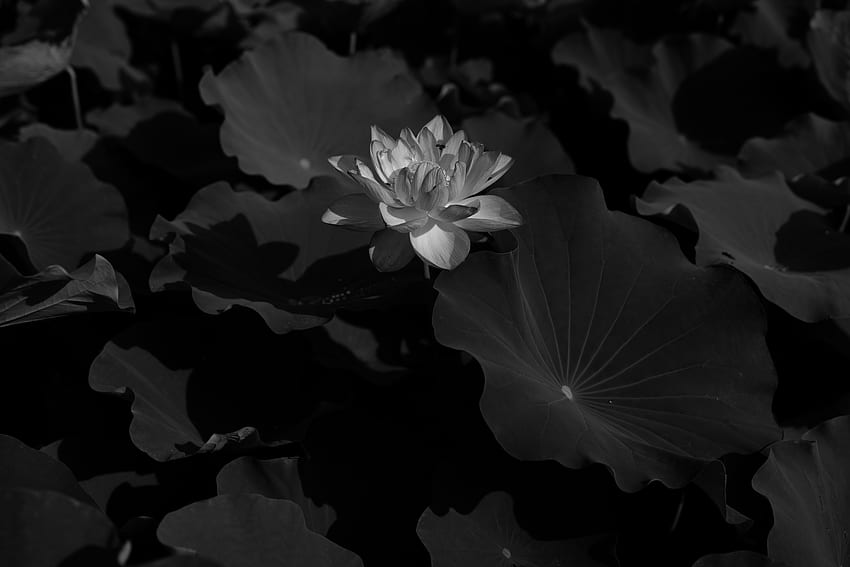 Blumen, Blätter, Lotus, Blüte, Blüte, Bw, Chb HD-Hintergrundbild