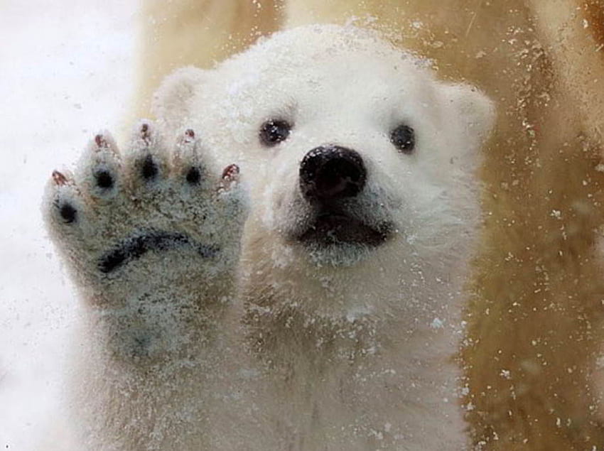 first snow, white, first, bear, cub, snow, polar HD wallpaper