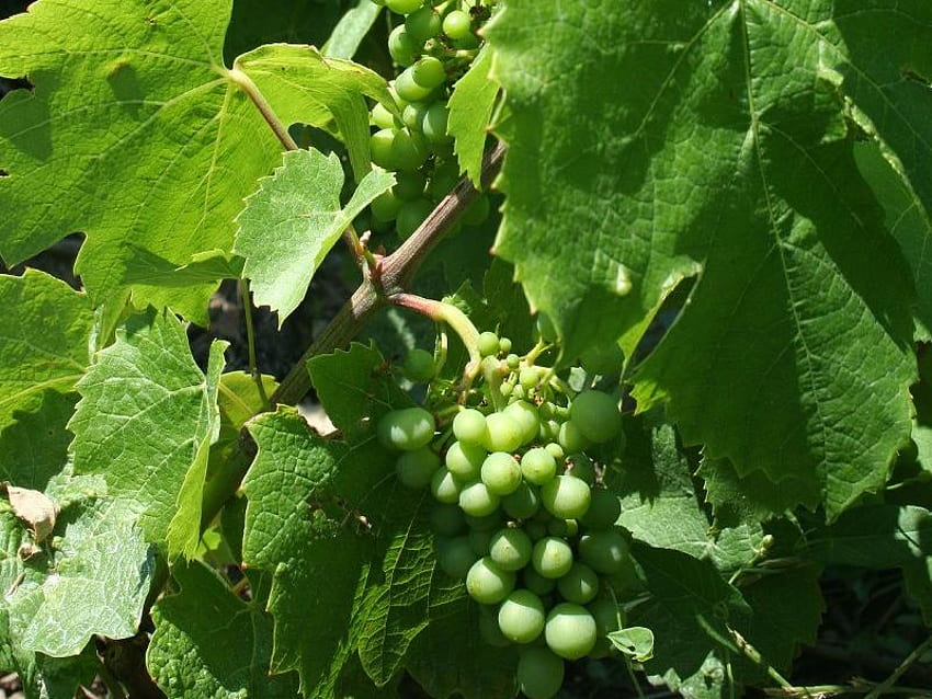 Raisins verts sur la vigne, raisin, feuilles, vert, vigne Fond d'écran HD