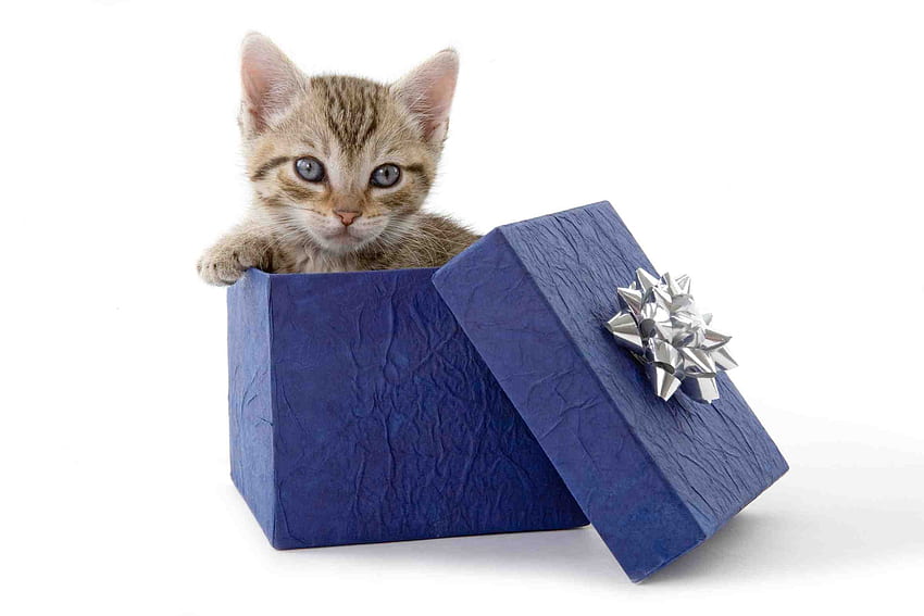 Gift, blue, kitten, animal, white, cute, cat, pisica, box, card HD wallpaper