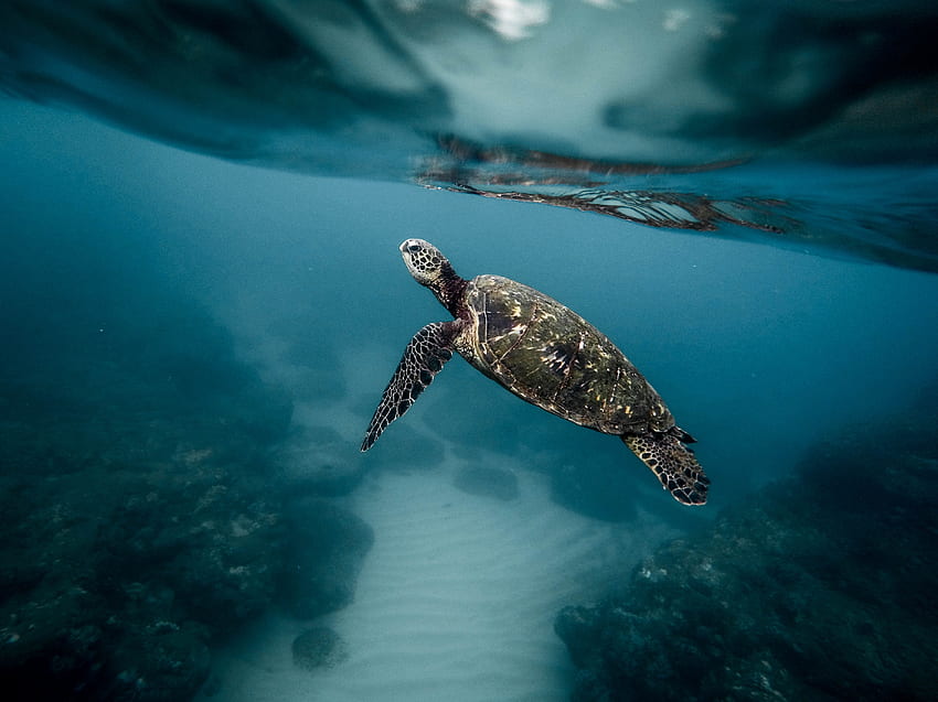 Premium AI Image | 3D turtle illustration in the clear sea