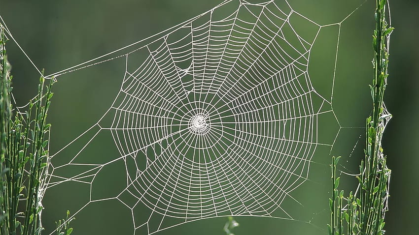 graphy Spider Web (telefon, tablet) — niesamowite, rysunkowe pajęczyna Tapeta HD