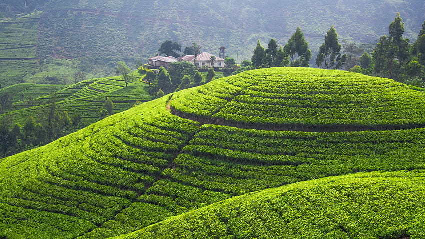 Plantação de chá, , Colinas, árvores, verde, plantações de chá papel de parede HD