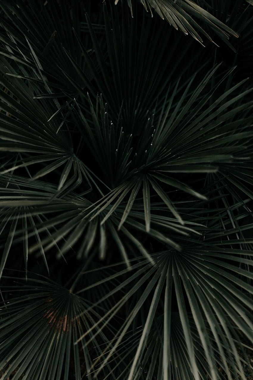 Feuilles, palmier, tropical, branches, vert foncé, plante Iphone 4s 4 pour fond de parallaxe Fond d'écran de téléphone HD