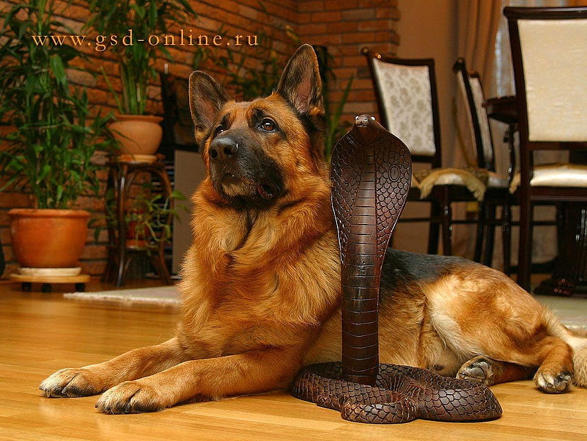 Dog and cobra snake, dog, snake, animal, cute, reptil, german shepherd, cobra, pet, friend HD wallpaper