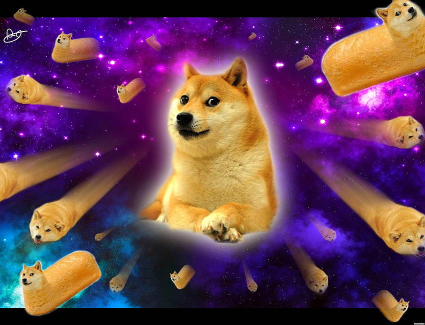 Twinkie Doge w kosmosie - Doge. Doża, doża, plakat psa, Doggo Meme Tapeta HD