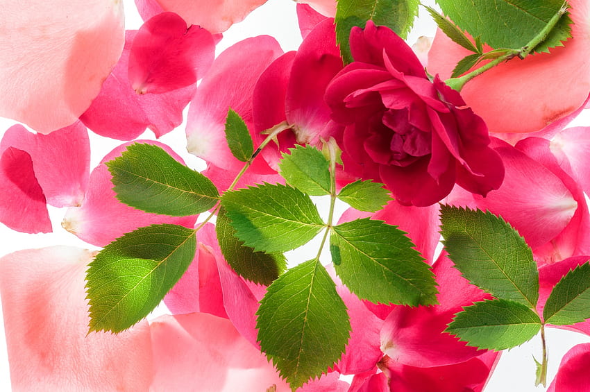 Rose, Haut, Rosa, Blütenblätter, Grün, Textur, Blatt, Karte, Trandafir HD-Hintergrundbild