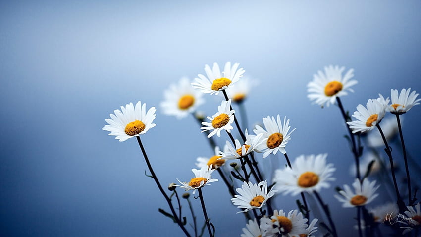 Daisy Blur, синьо, лято, тема за Firefox, диви цветя, пролет, маргаритки HD тапет