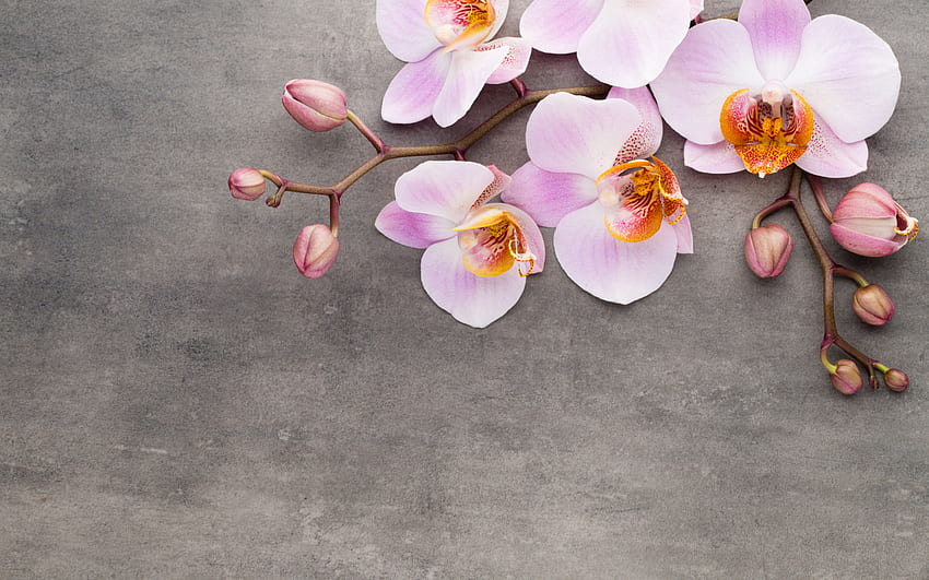 pink orchids, wooden background, flower frames, beautiful flowers, orchids, background with orchids, sprig of orchids HD wallpaper