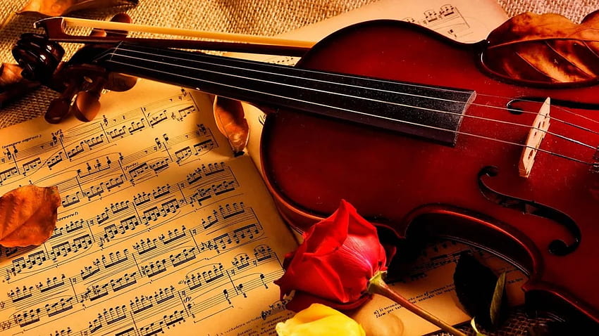 Note di violino musica di bellezza rosa., Bella musica Sfondo HD