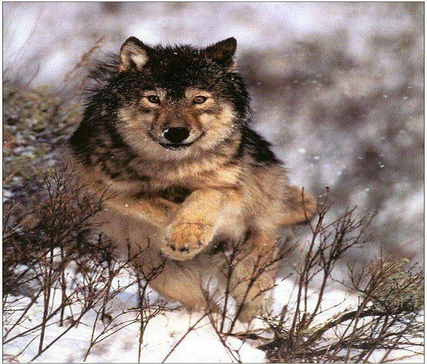 Wild dom, animal, , trees, wolf, wild HD wallpaper