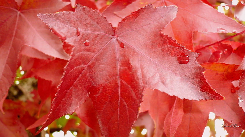 Eylül Duşundan Sonra, yapraklar, Washington, sonbahar, geniş ekran, yeşillik, ağaç HD duvar kağıdı