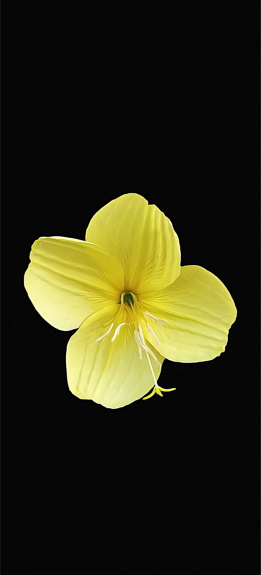 fleur, amoled, amoledflower, jaune et noir, fleur amoled, fleur jaune, noir, jaune Fond d'écran de téléphone HD