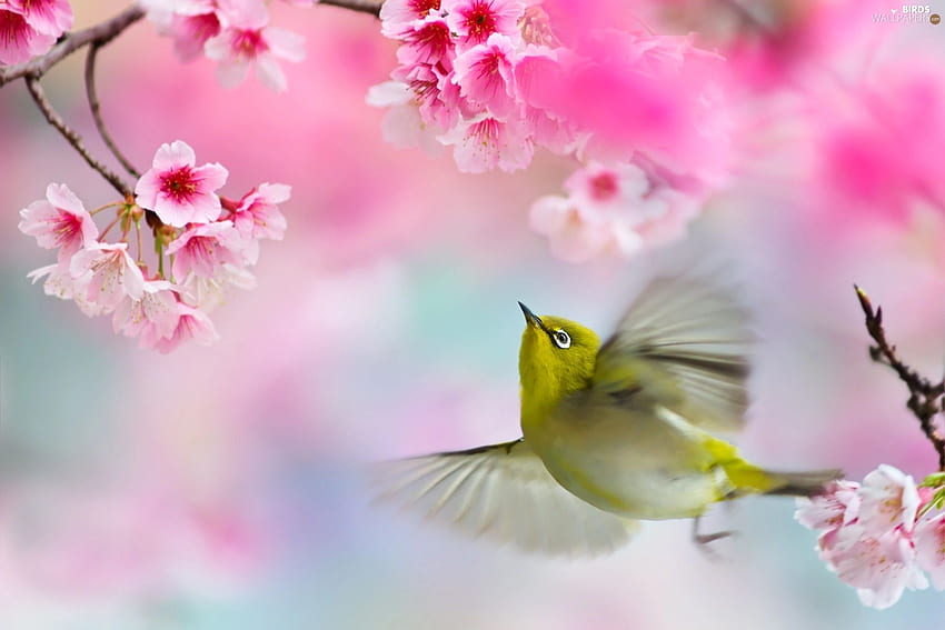 Bird, Zosterops, Pink, Flowers, Twigs - Birds : HD wallpaper