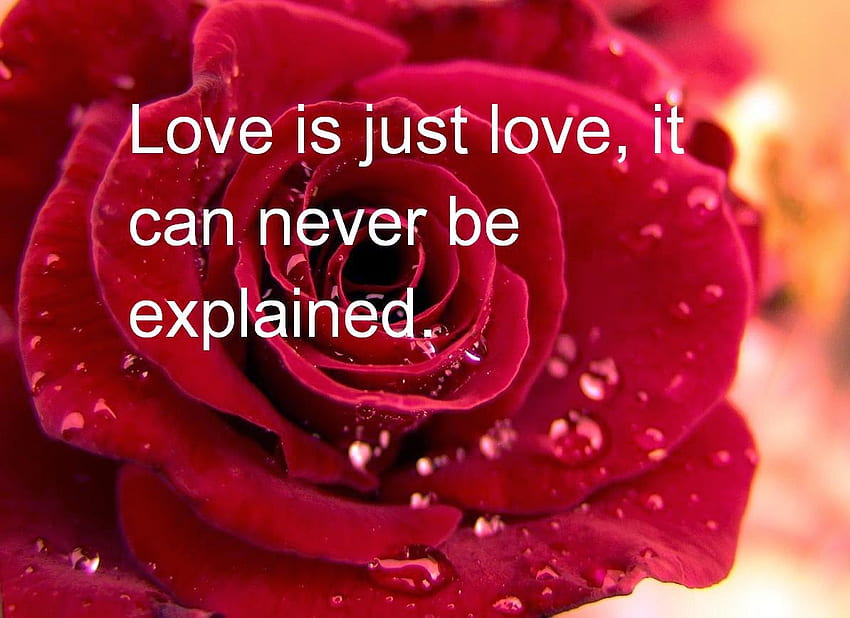 Red rose with love quote HD wallpapers | Pxfuel