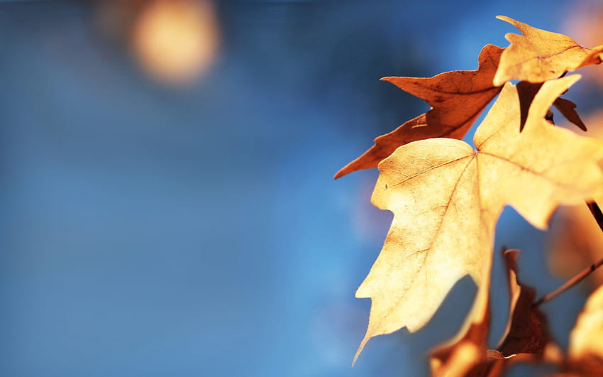 Есен, листа, макро, размазване, гладко, клен HD тапет