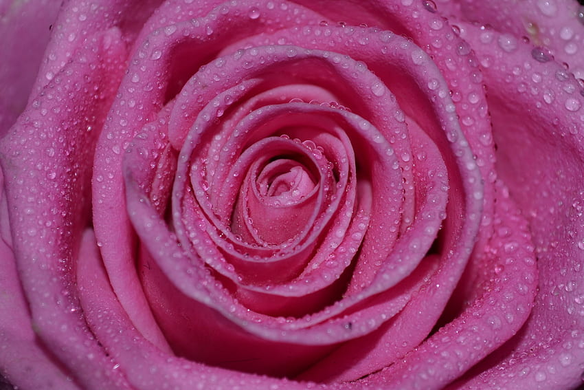 Drops, Macro, Rose Flower, Rose, Petals, Bud HD wallpaper