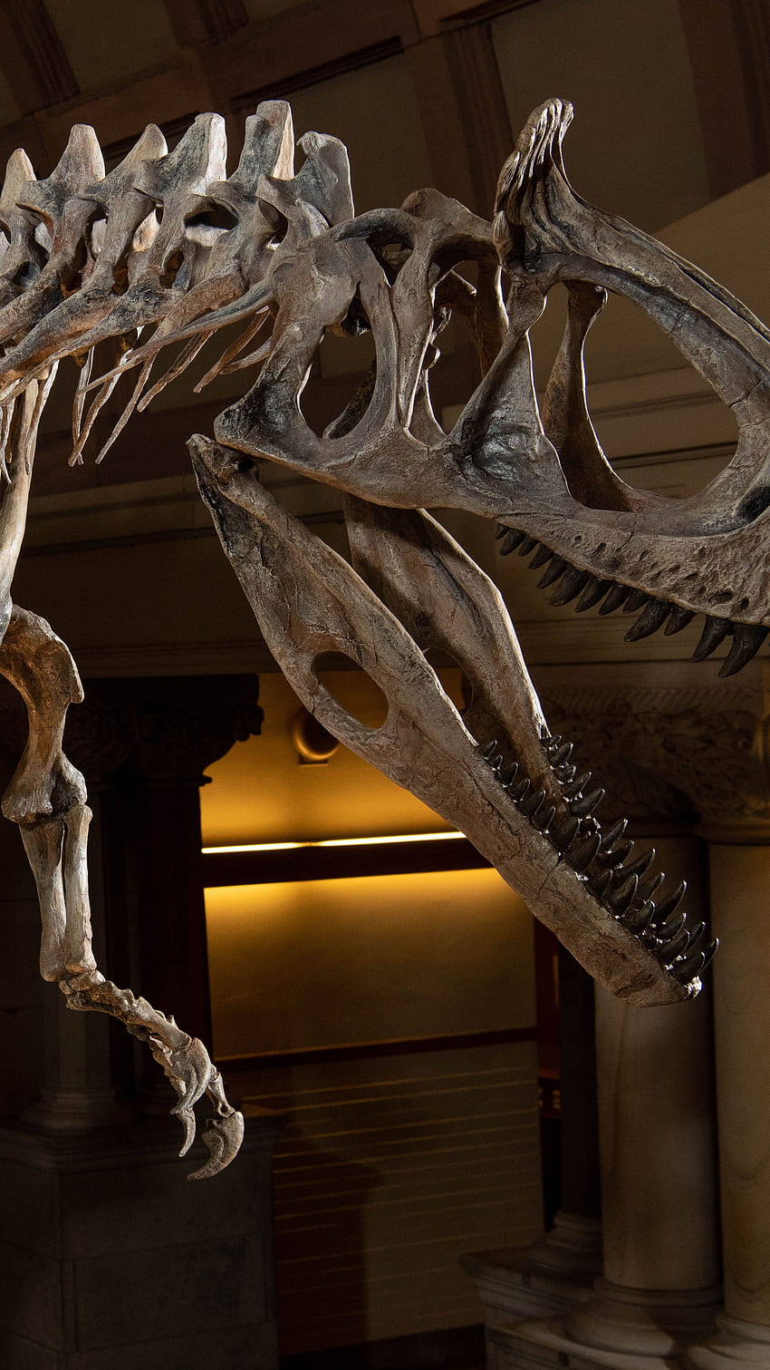 . Uniwersytet Stanowy Ohio, Dinosaur Fossil Tapeta na telefon HD