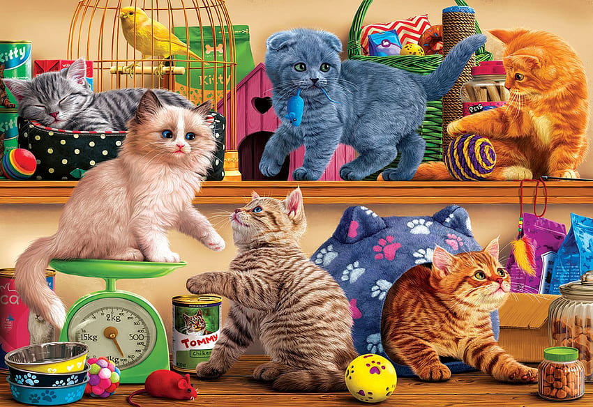 애완 동물 가게 새끼 고양이, 고양이, 공, 새장, 새 HD 월페이퍼