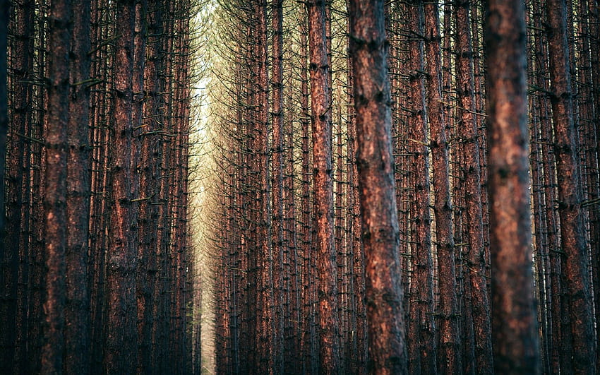 Winter season trees yellow forest orange gray brown pine [] for your , Mobile & Tablet. Explore Pine Forest iPhone . Forest for , Foggy HD wallpaper