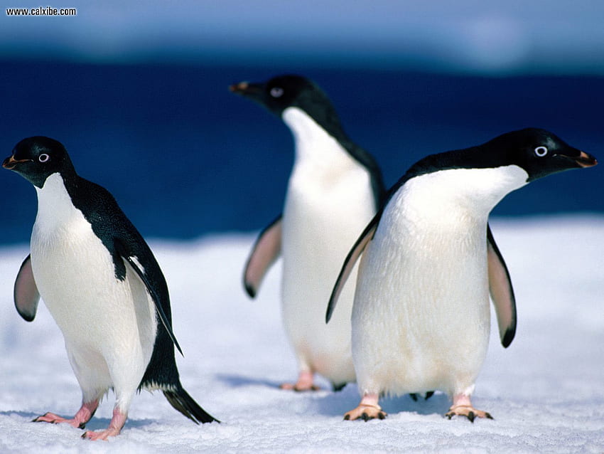 Adelie Penguins, oceanlife, penguins, three, animals HD wallpaper