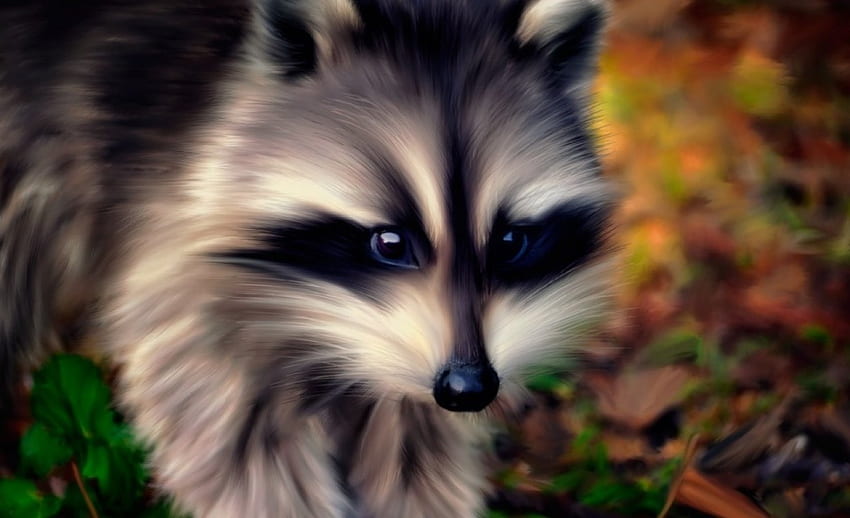 RACOON, AIRBRUSHED, GRAPHY, ANIMAL HD wallpaper