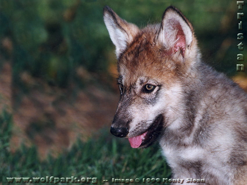 Tristain As a Baby Wolf, 회색 늑대, 늑대, 아기 늑대, 야생 동물, 귀여운 새끼 늑대, 자연 HD 월페이퍼