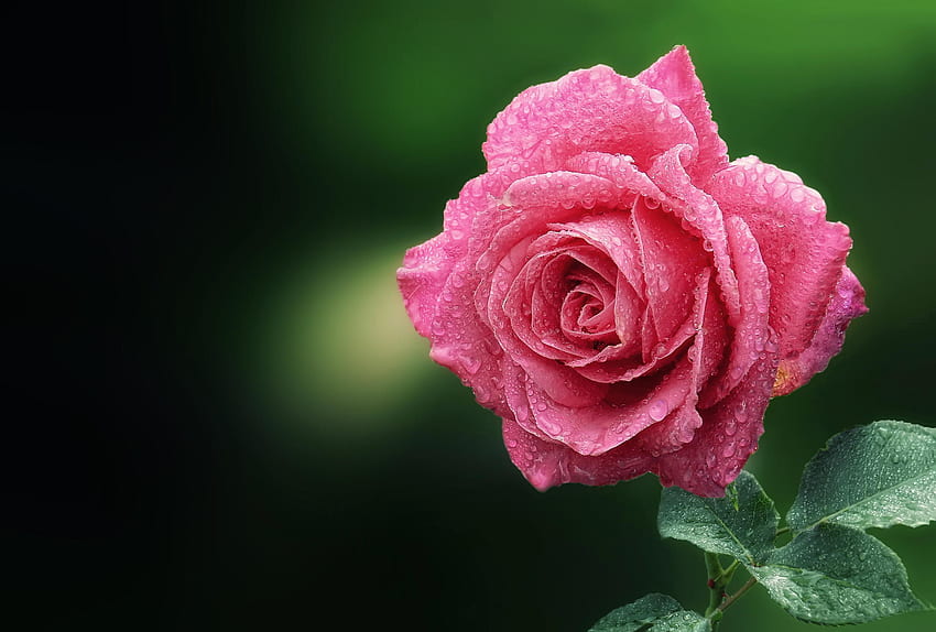 Fleurs, Gouttes, Macro, Fleur Rose, Rose, Rosée Fond d'écran HD