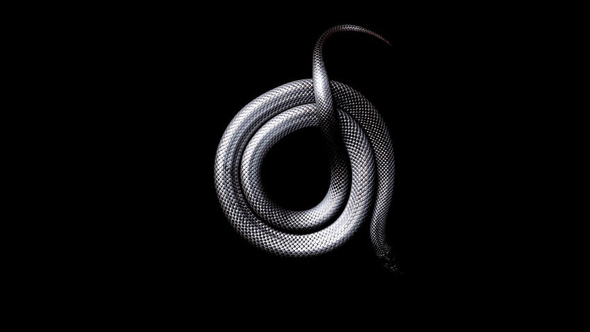 Snake black dark animals HD wallpaper | Pxfuel