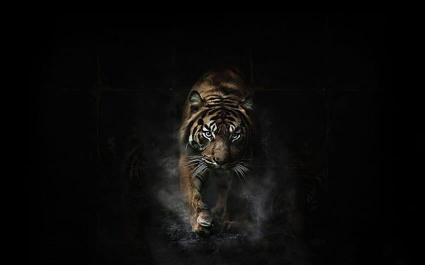 Wściekłe tygrysie oczy, minimalistyczny tygrys Tapeta HD