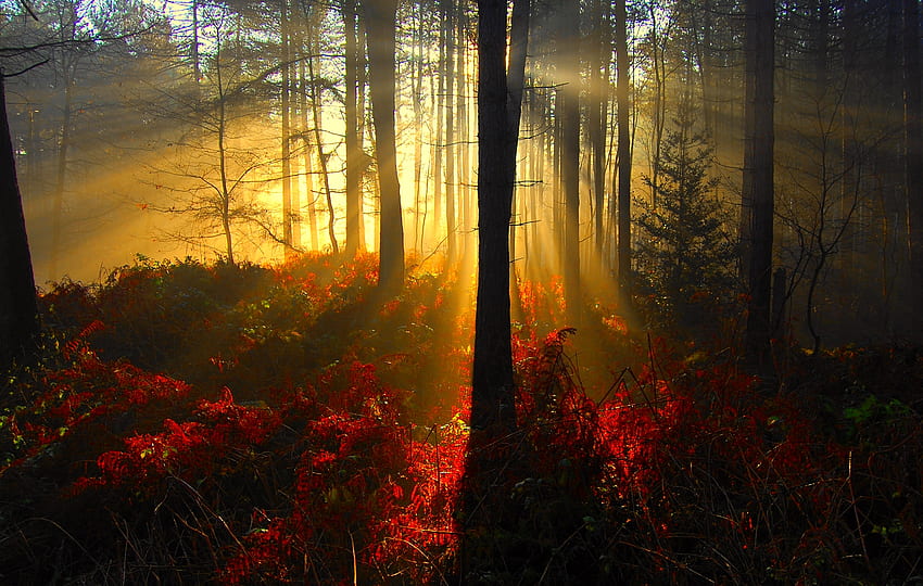 秋の朝の光、秋、朝、日差し、森 高画質の壁紙