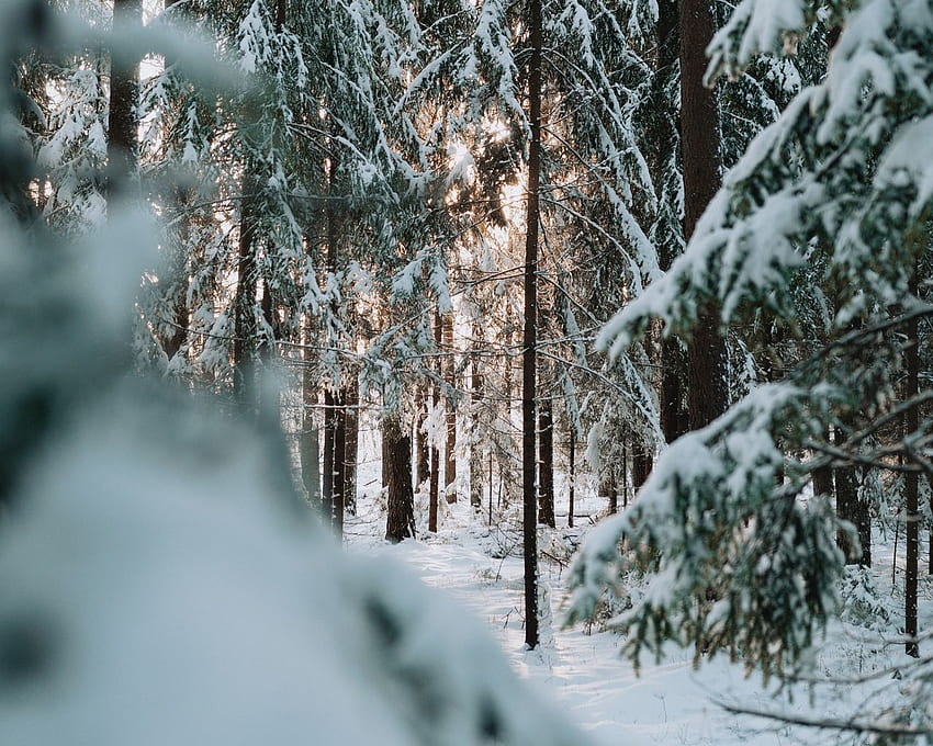 hutan pohon salju konifer musim dingin, latar belakang Standar 5:4, Getaran Musim Dingin Wallpaper HD