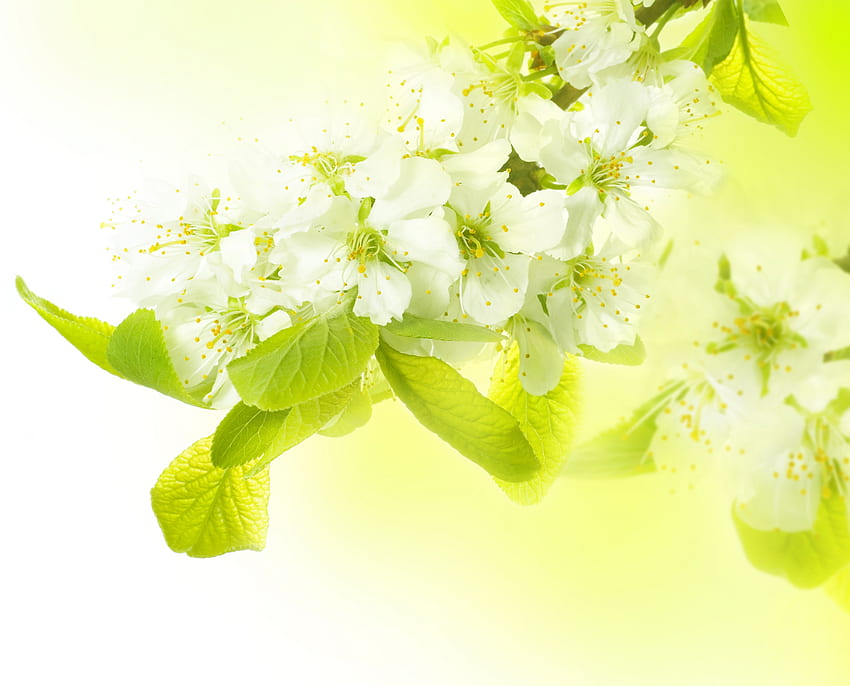 ฤดูใบไม้ผลิ ดอกไม้ มาโคร สาขา ต้นไม้แอปเปิ้ล วอลล์เปเปอร์ HD