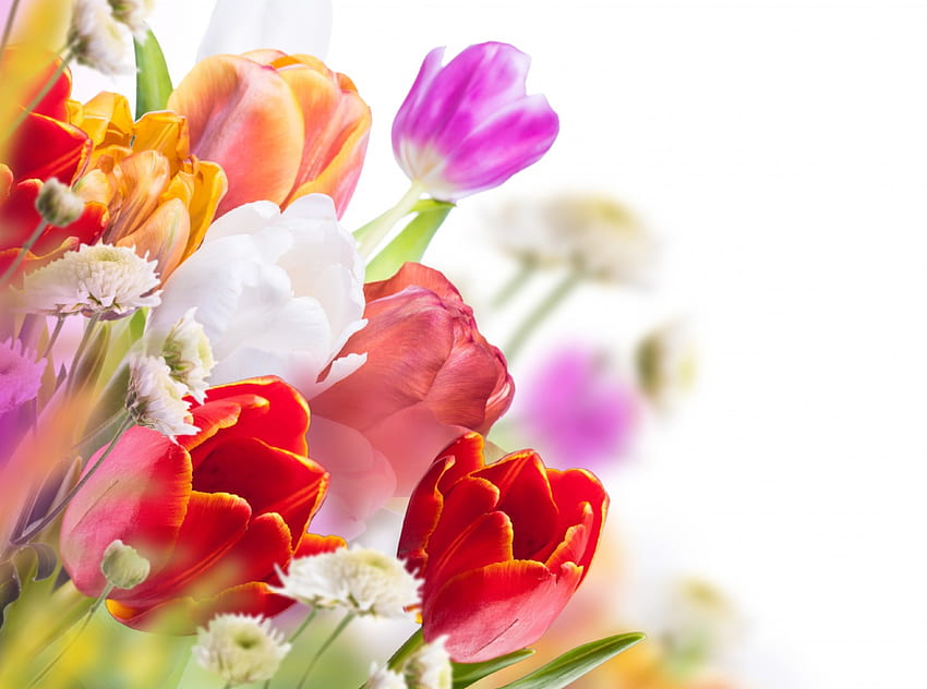 ทิวลิปหลากสี ทิวลิป ด้วยความรัก สี ธรรมชาติ ดอกไม้ ทิวลิป วอลล์เปเปอร์ HD
