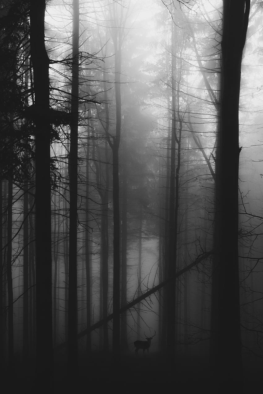 Forest, Fog, Bw, Chb, Gloomy, Deer HD phone wallpaper