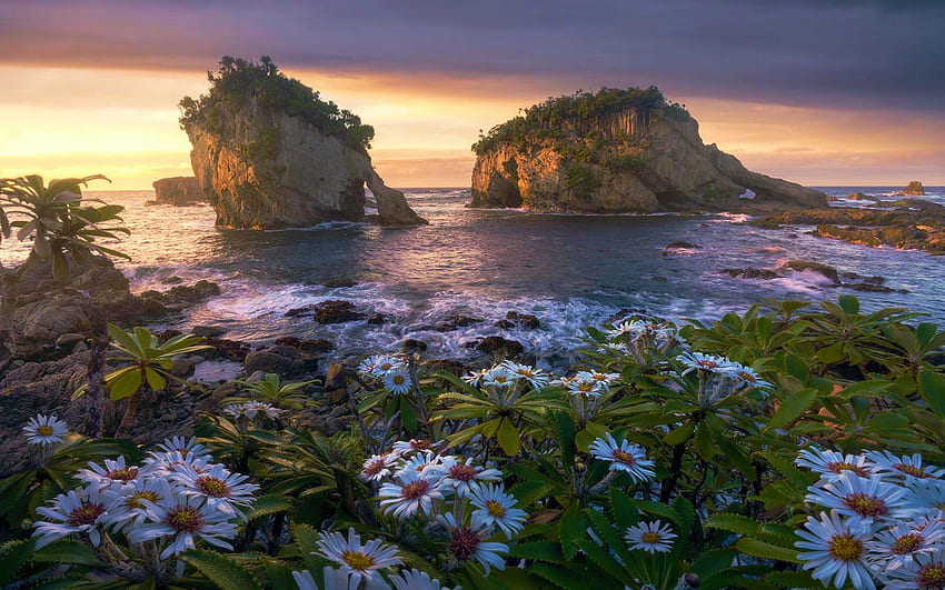 Das Leben findet einen Weg - Fiordland, Neuseeland, Meer, Küste, Blüten, Blumen, Frühling, Felsen, Sonnenuntergang HD-Hintergrundbild