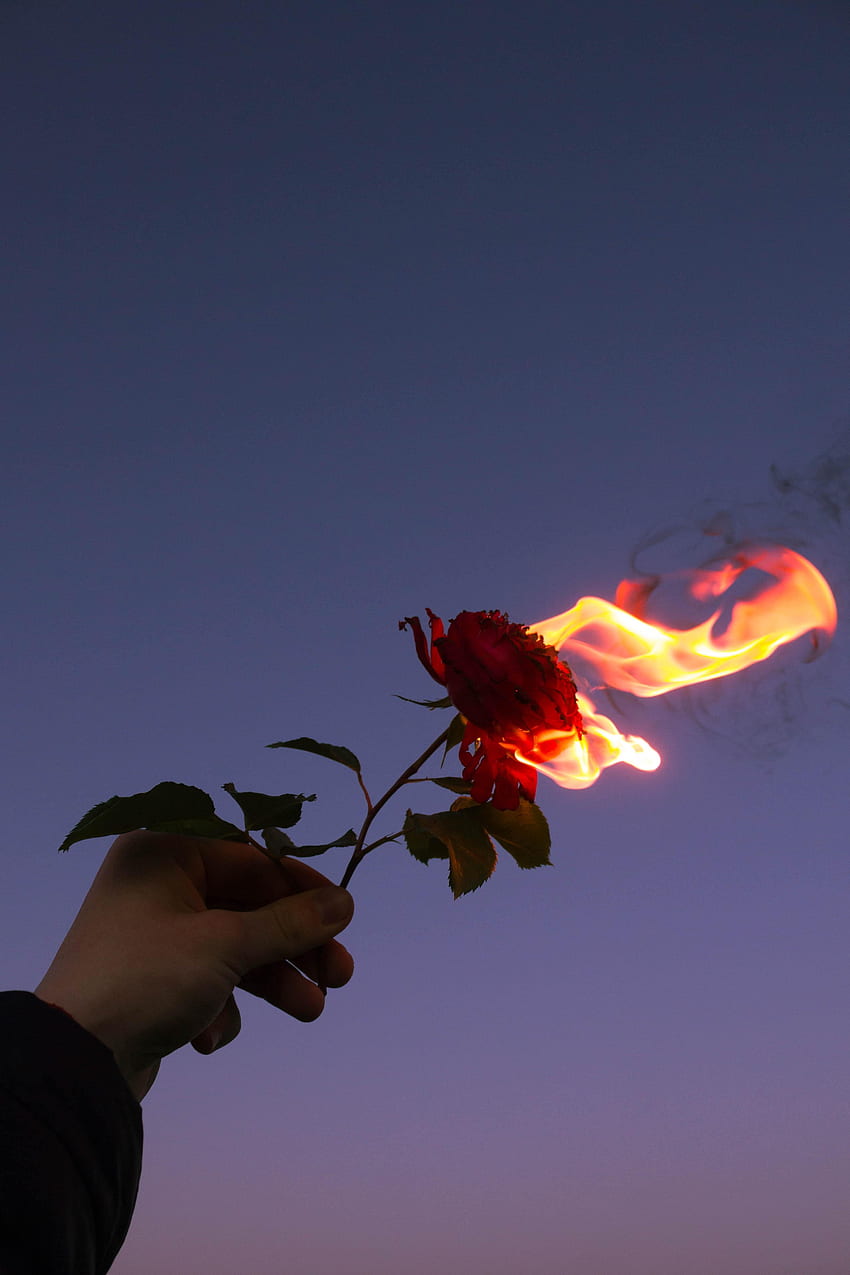 Fire, Flower, Hand, Flame, , , Rose Flower, Rose HD phone wallpaper